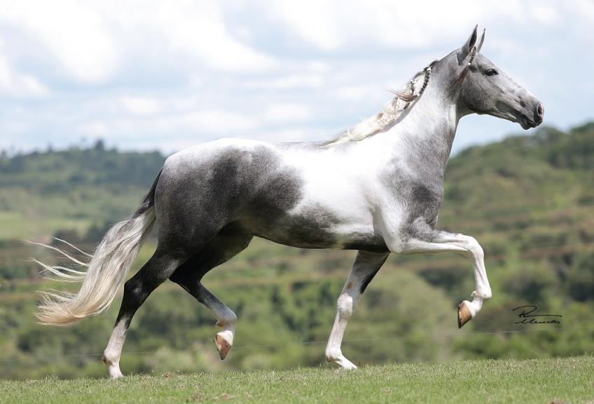 Mangalarga Marchador (Brazilian Horse Breed) - Gorgeous Adorable Beautiful Stunning